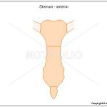 Sternum diagram