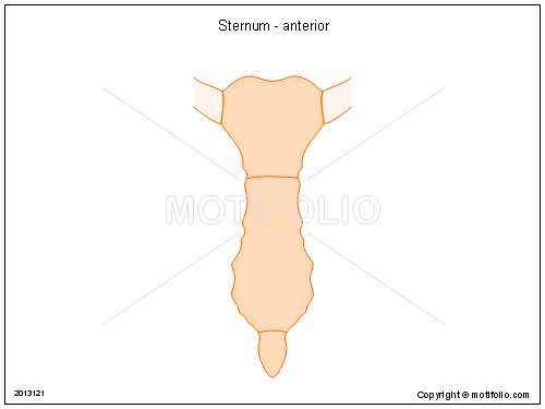 Sternum diagram