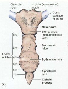 Sternum diagram