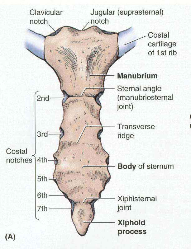 Sternum Diagram Sternum Diagram