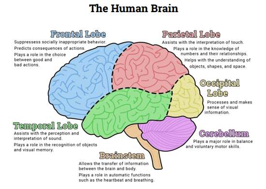 The brain diagram