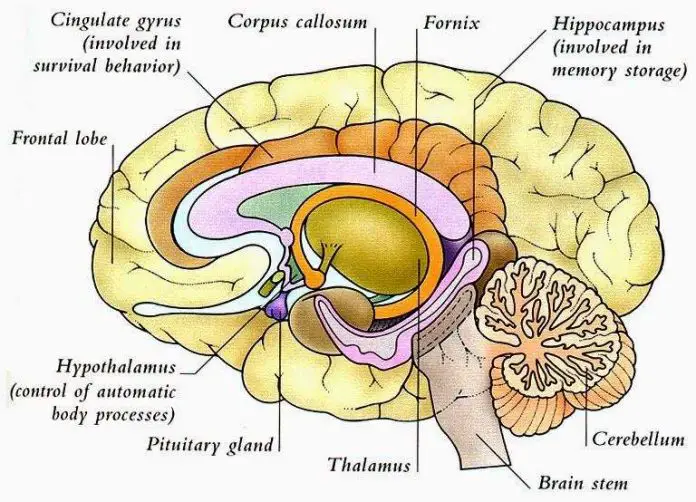 The brain diagram