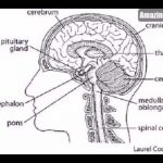 The brain diagram