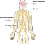The nervous system diagram
