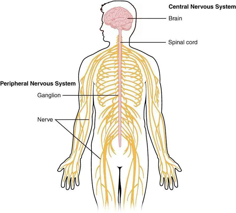 The nervous system diagram