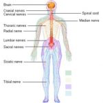 The nervous system diagram