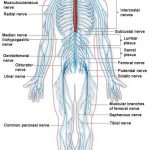 The nervous system diagram