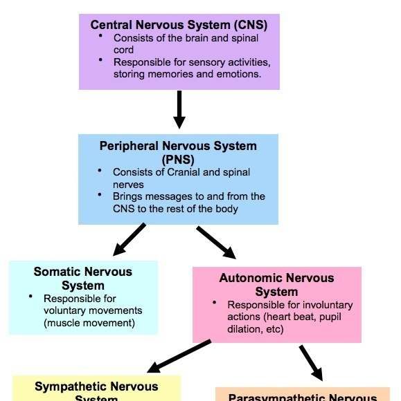 The nervous system diagram | Healthiack