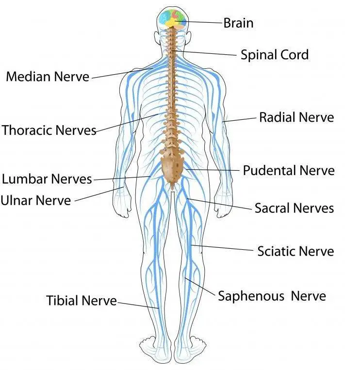 The nervous system diagram