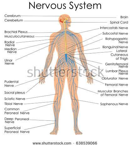 The nervous system diagram