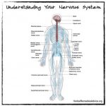 The nervous system diagram