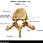 Thoracic vertebrae diagram