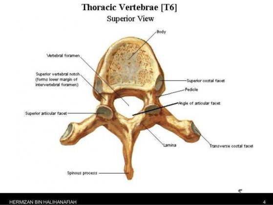 Thoracic vertebrae diagram