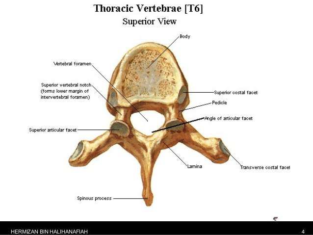 thoracic vertebrae labeled