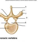 Thoracic vertebrae diagram