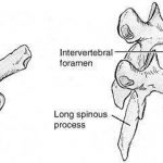 Thoracic vertebrae diagram