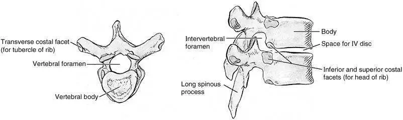 Thoracic vertebrae diagram