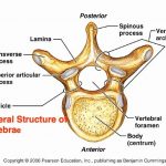 Thoracic vertebrae diagram
