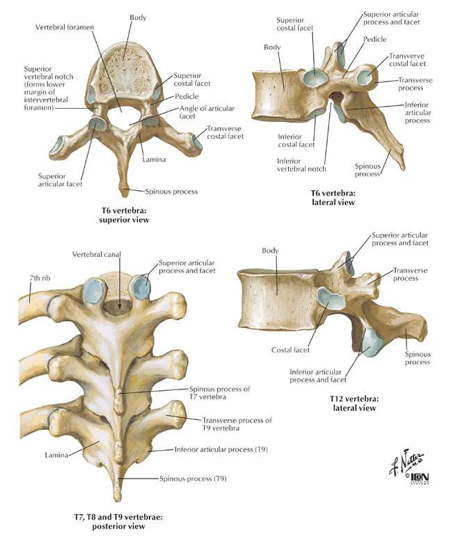 Thoracic Vertebrae Diagram Thoracic Vertebrae Diagram