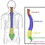 Thoracic vertebrae diagram