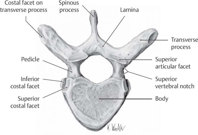 Thoracic vertebrae diagram