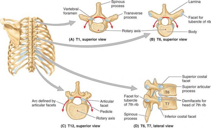 Thoracic vertebrae diagram