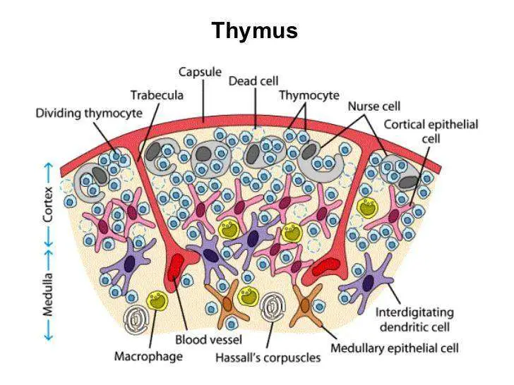 Thymus diagram
