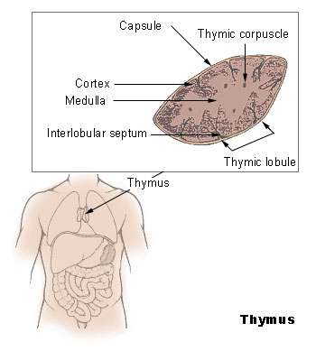 Thymus diagram