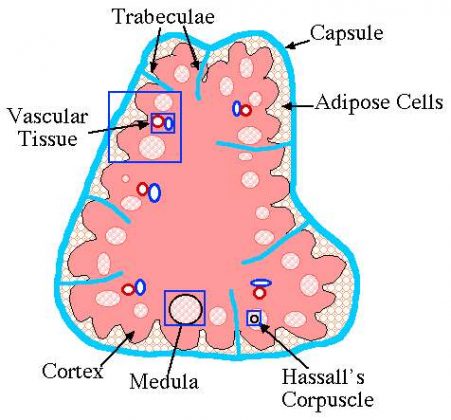 Thymus diagram