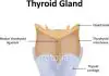 Thyroid diagram
