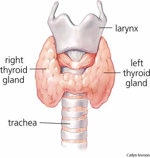 Thyroid diagram
