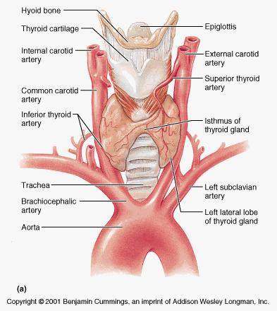 Thyroid gland diagram
