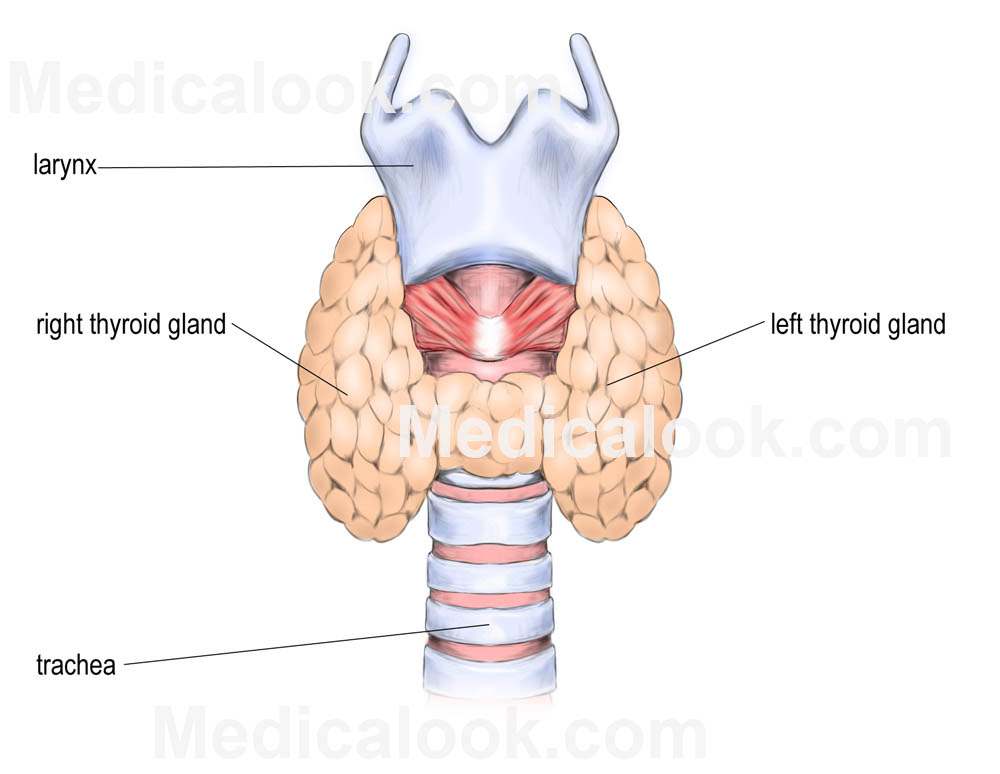 Thyroid gland diagram