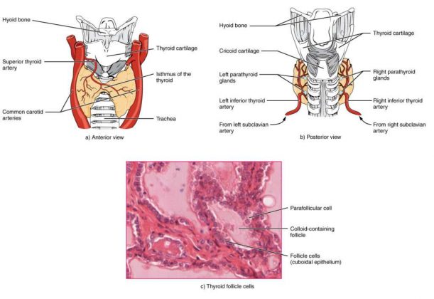 Thyroid gland diagram