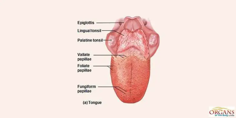 Tongue diagram