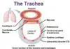 Trachea diagram