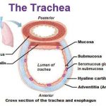 Trachea diagram