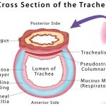 Trachea diagram
