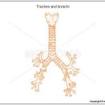 Trachea diagram