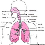 Trachea diagram