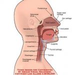 Trachea diagram