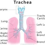 Trachea diagram