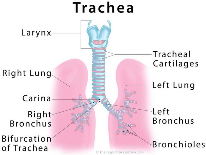 Trachea diagram