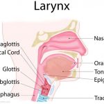 Trachea diagram