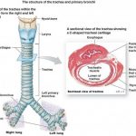 Trachea diagram