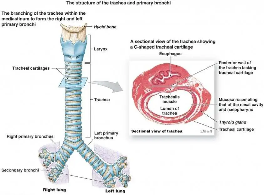 Trachea diagram
