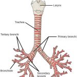 Trachea diagram