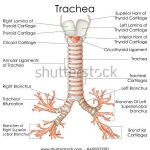 Trachea diagram