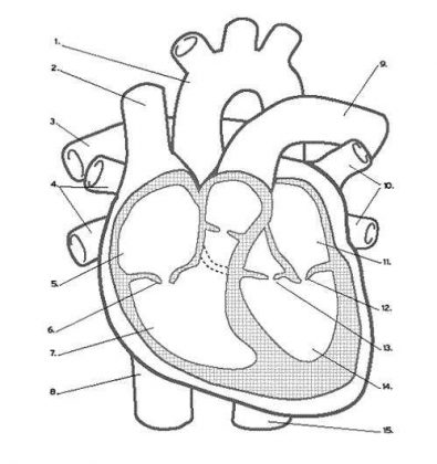 Unlabelled heart diagram