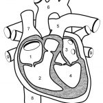 Unlabelled heart diagram
